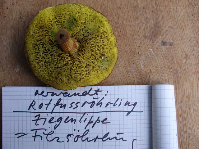 röhrling.JPG