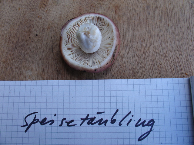 speisetaeubling.JPG