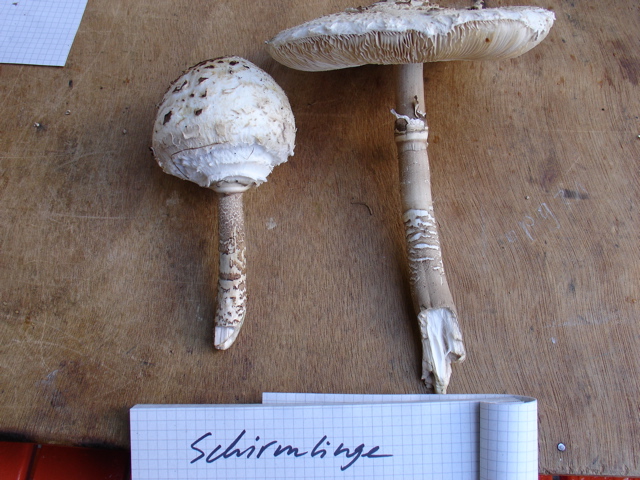 schirmlinge.JPG