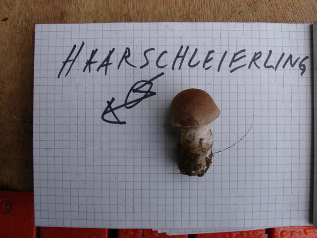 toedlich.JPG