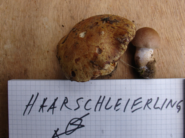 sicheristsicher.JPG