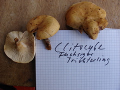 trichterling.JPG
