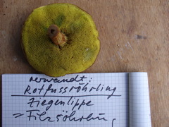 röhrling.JPG