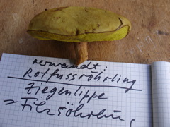 Filzröhrling.JPG
