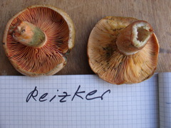 reizker.JPG