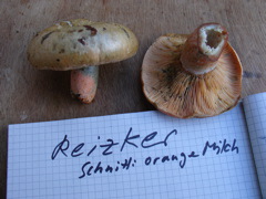 orange_milch.JPG