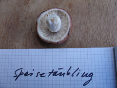 speisetaeubling.JPG