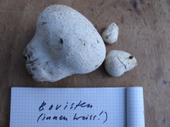 bovisten3.JPG