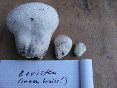 bovisten.JPG