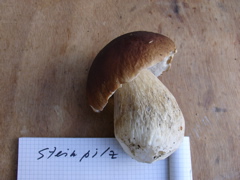 steinpilz.JPG