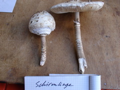 schirmlinge.JPG