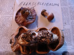 haarschleierling.JPG
