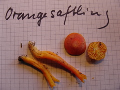saftlinge.JPG