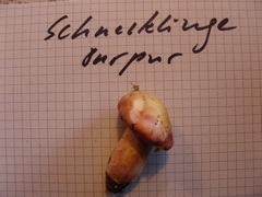 schnecklinge.JPG