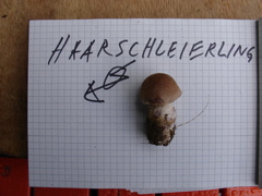 toedlich.JPG